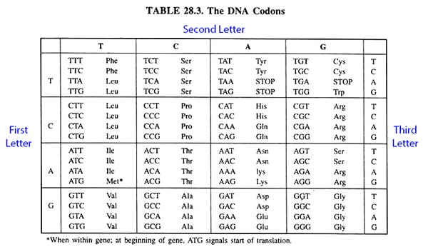 The language of the genetic code DNA-Codon-Chart2