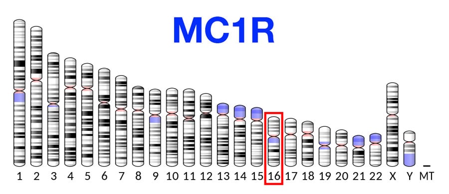 The Role of MC1R Gene in Blonde Hair - wide 4